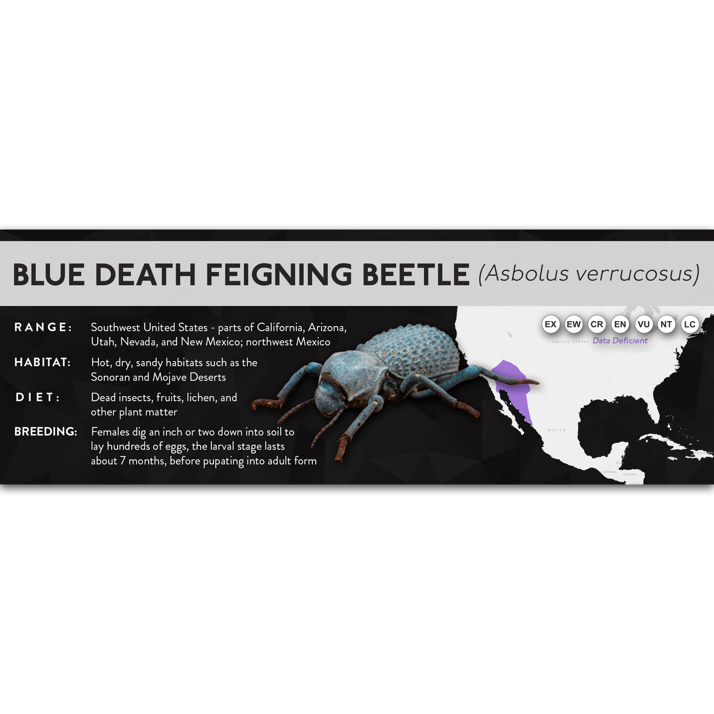 Blue Death Feigning Beetle (Asbolus verrucosus) - X Label