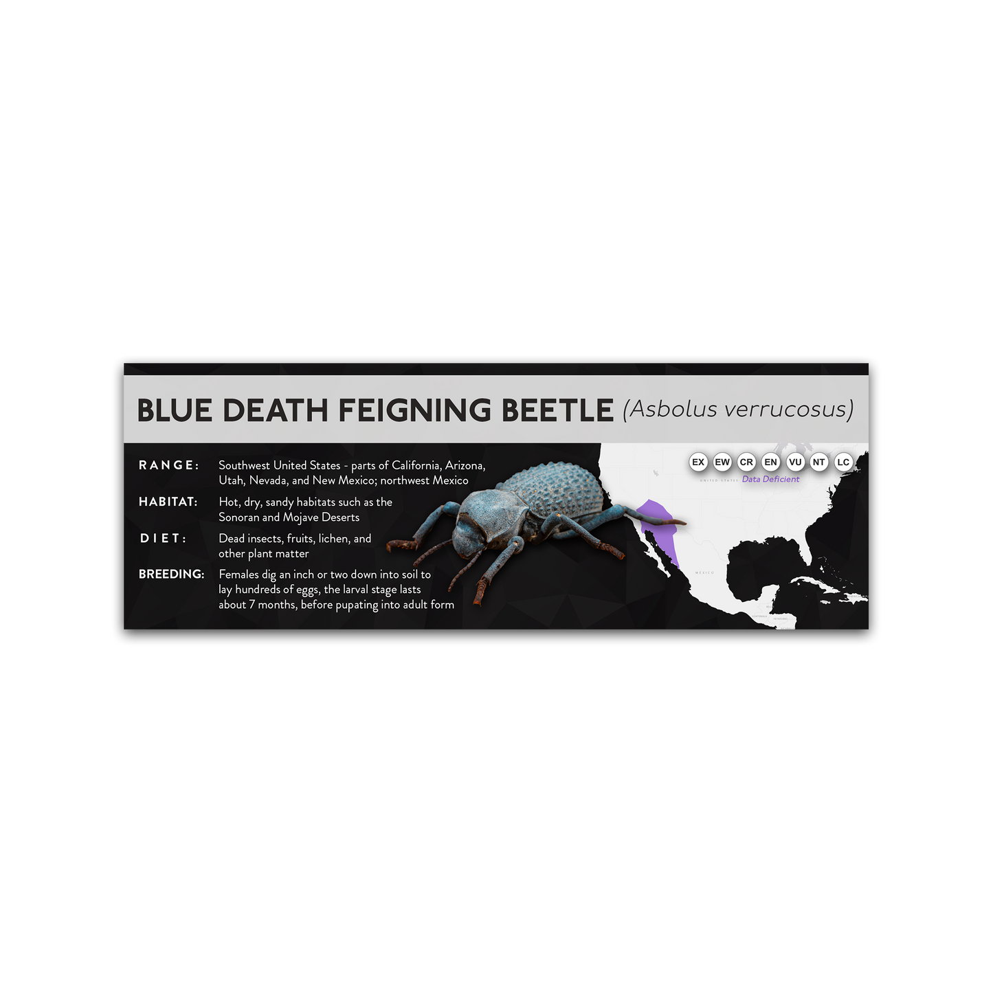 Blue Death Feigning Beetle (Asbolus verrucosus) - X Label