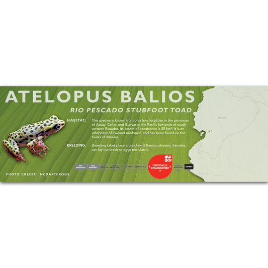 Rio Pescado Stubfoot Toad (Atelopus balios) - Classic Vivarium Label