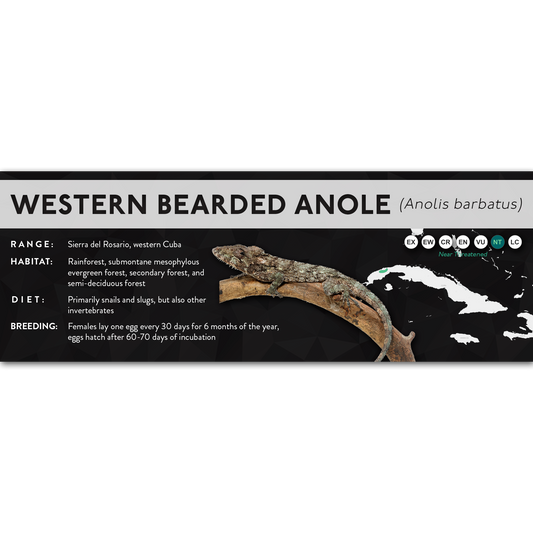 Western Bearded Anole (Anolis barbatus) - X Label