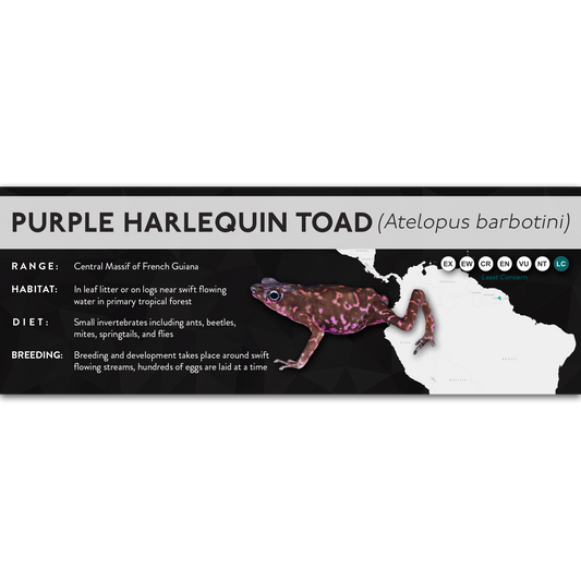 Purple Harlequin Toad (Atelopus barbotini) - X Label
