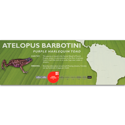 Atelopus barbotini - Classic Vivarium Label
