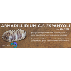 Armadillidium c.f. espanyoli "Marbleized" - Isopod Label