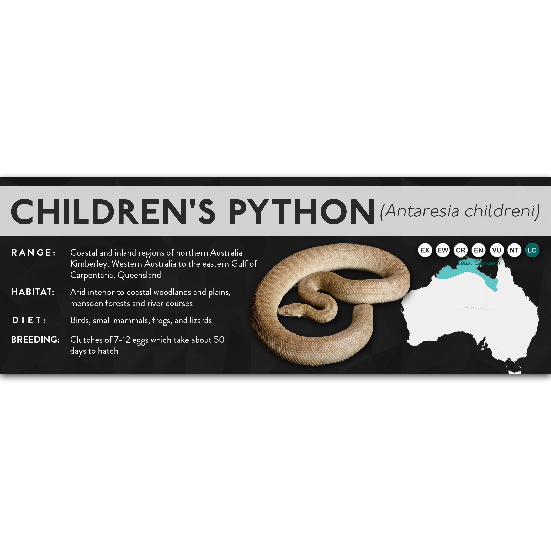 Children's Python's Python's X Labels - Pythons – Cloud Forest Design