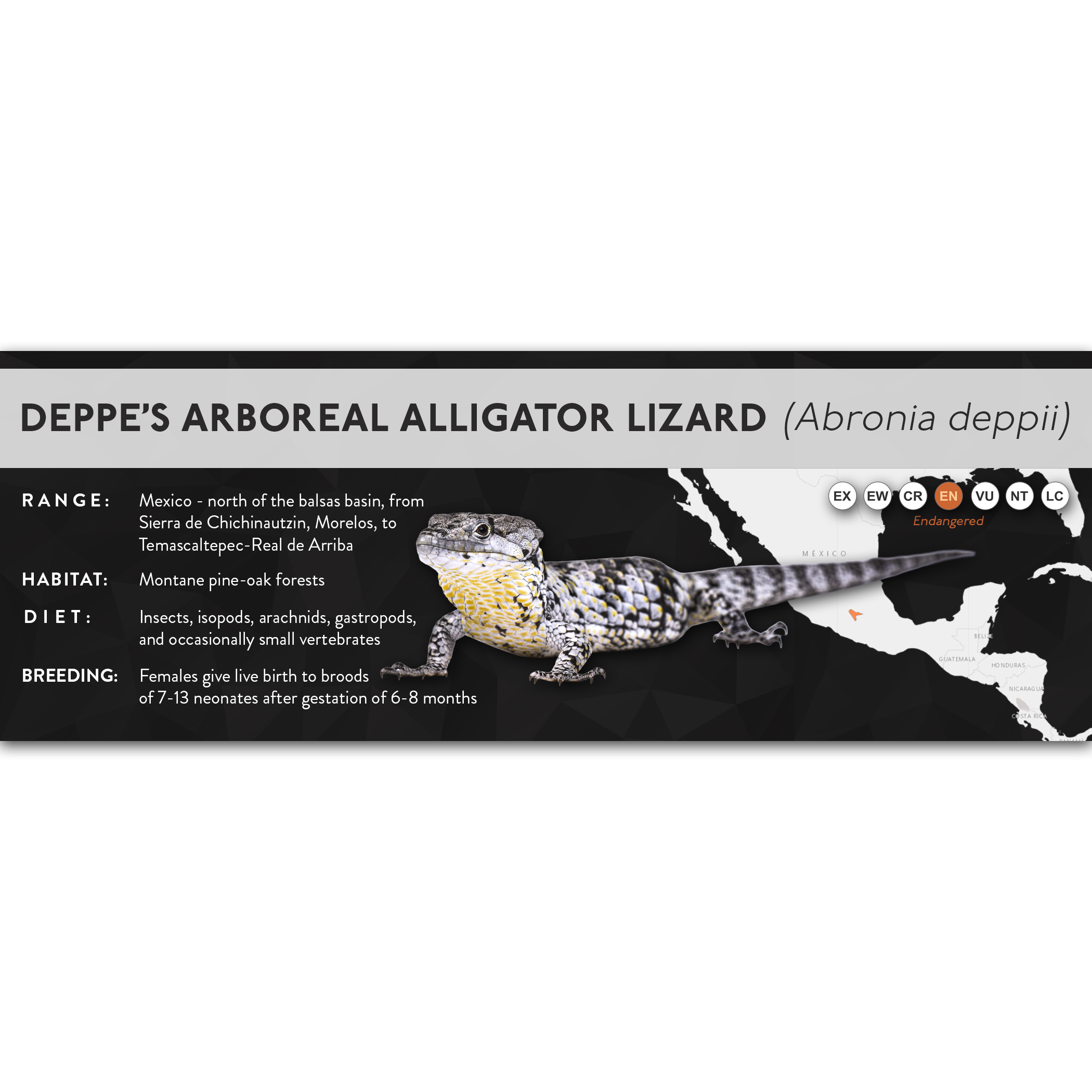 Deppe’s Arboreal Alligator Lizard (Abronia deppii) - X Label – Cloud ...