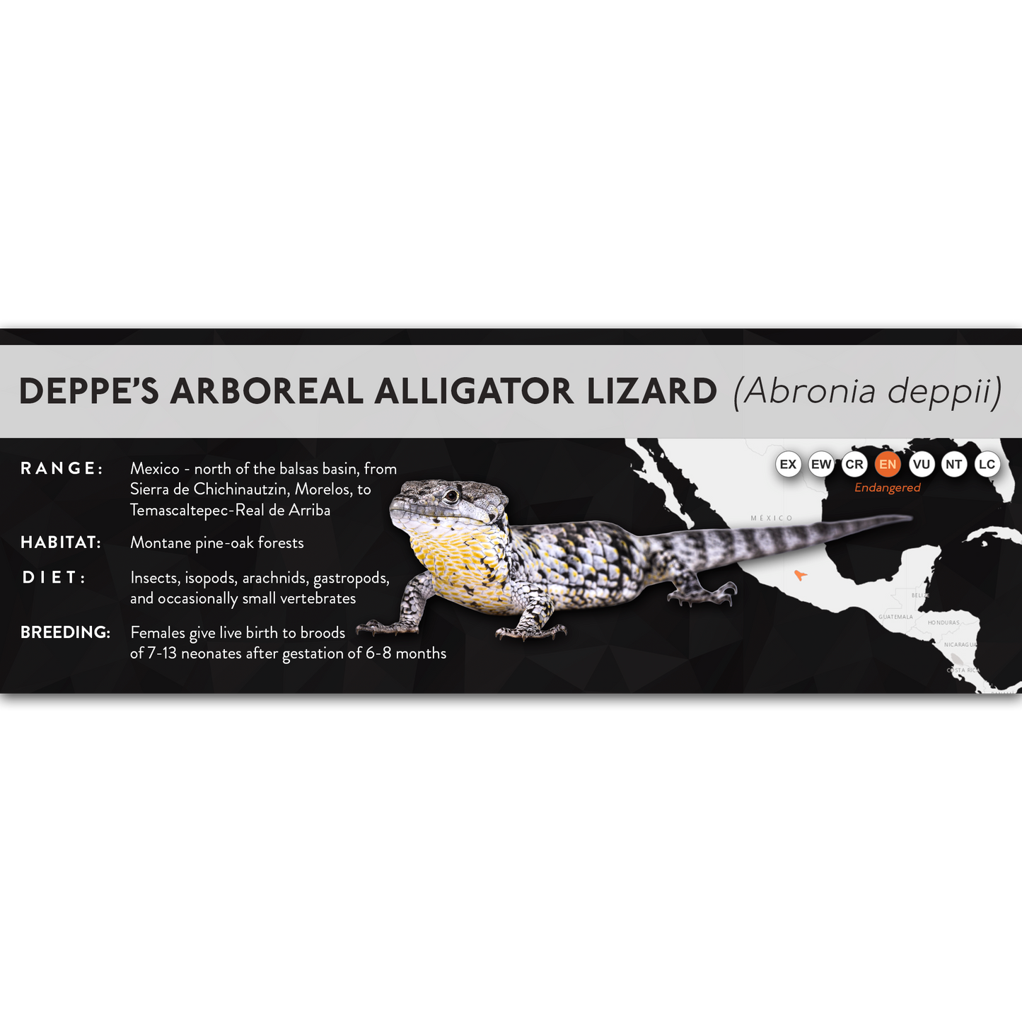 Deppe’s Arboreal Alligator Lizard (Abronia deppii) - X Label