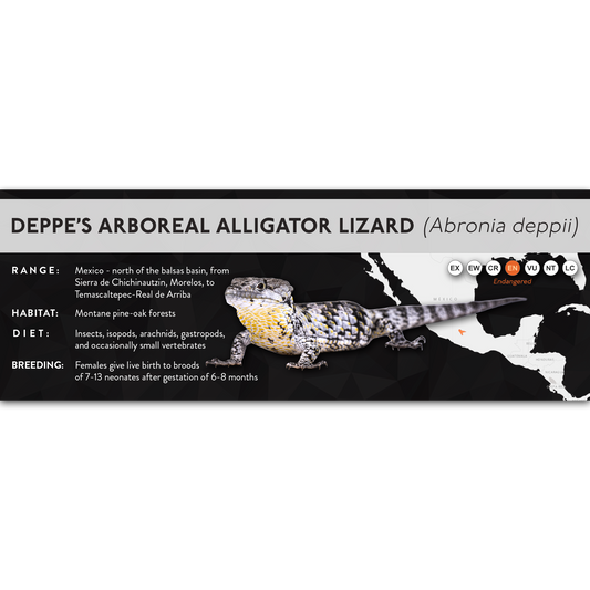 Deppe’s Arboreal Alligator Lizard (Abronia deppii) - X Label