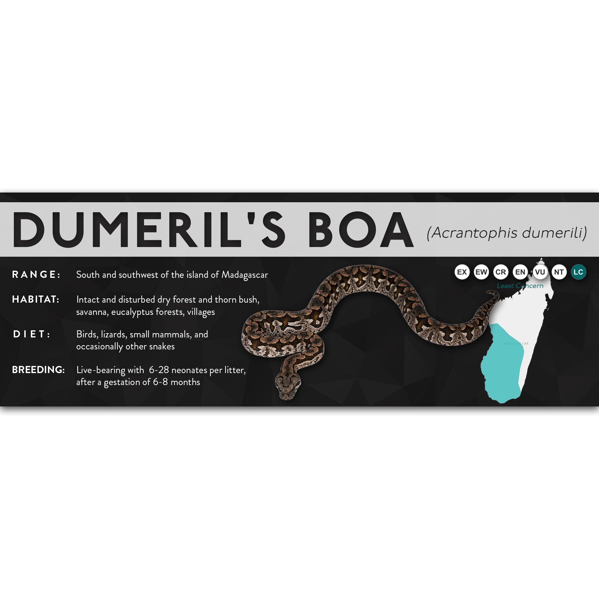 Dumeril's Boa (Acrantophis dumerili) - X Label – Cloud Forest Design