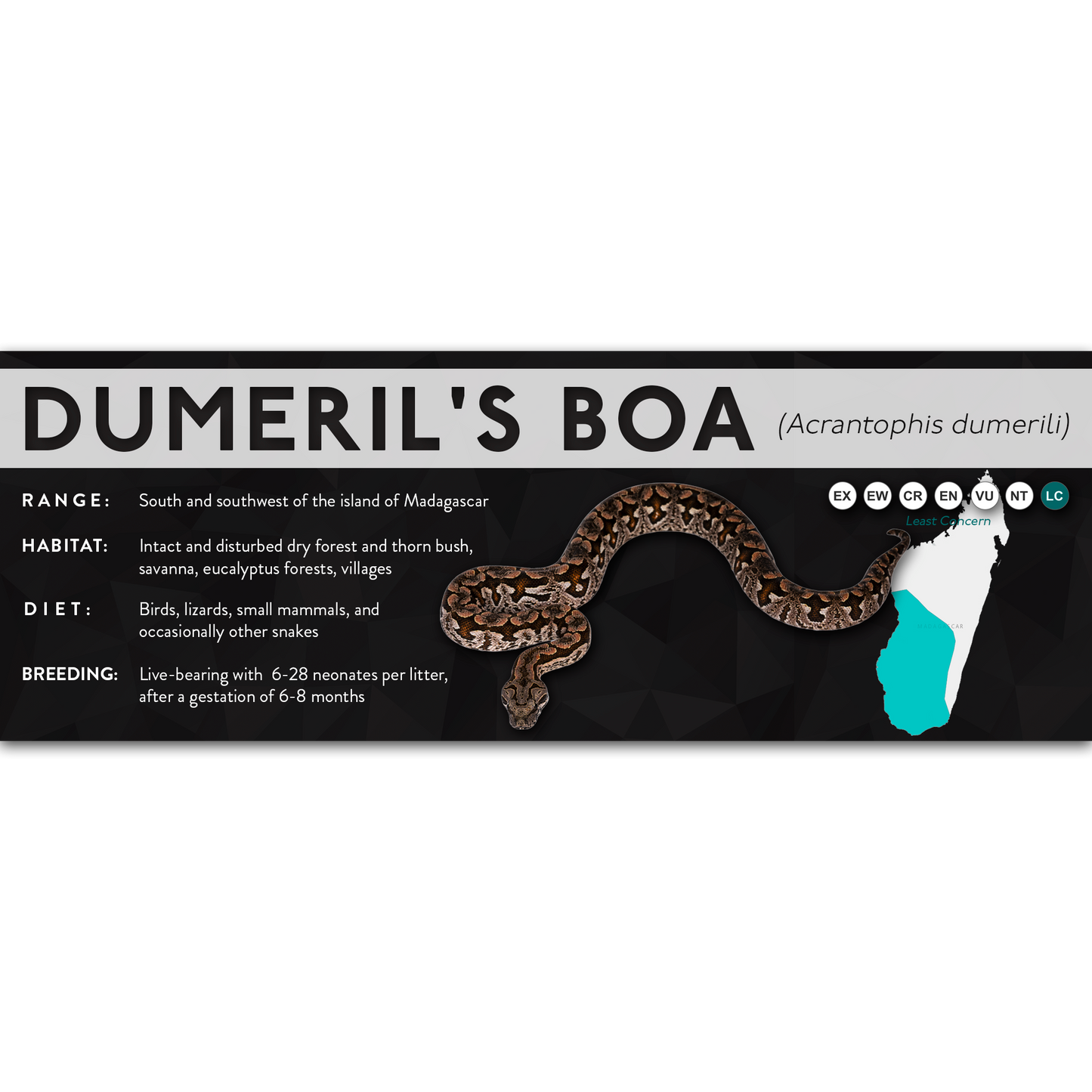 Dumeril's Boa (Acrantophis dumerili) - X Label