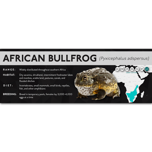 African Bullfrog (Pyxicephalus adspersus) - X Label