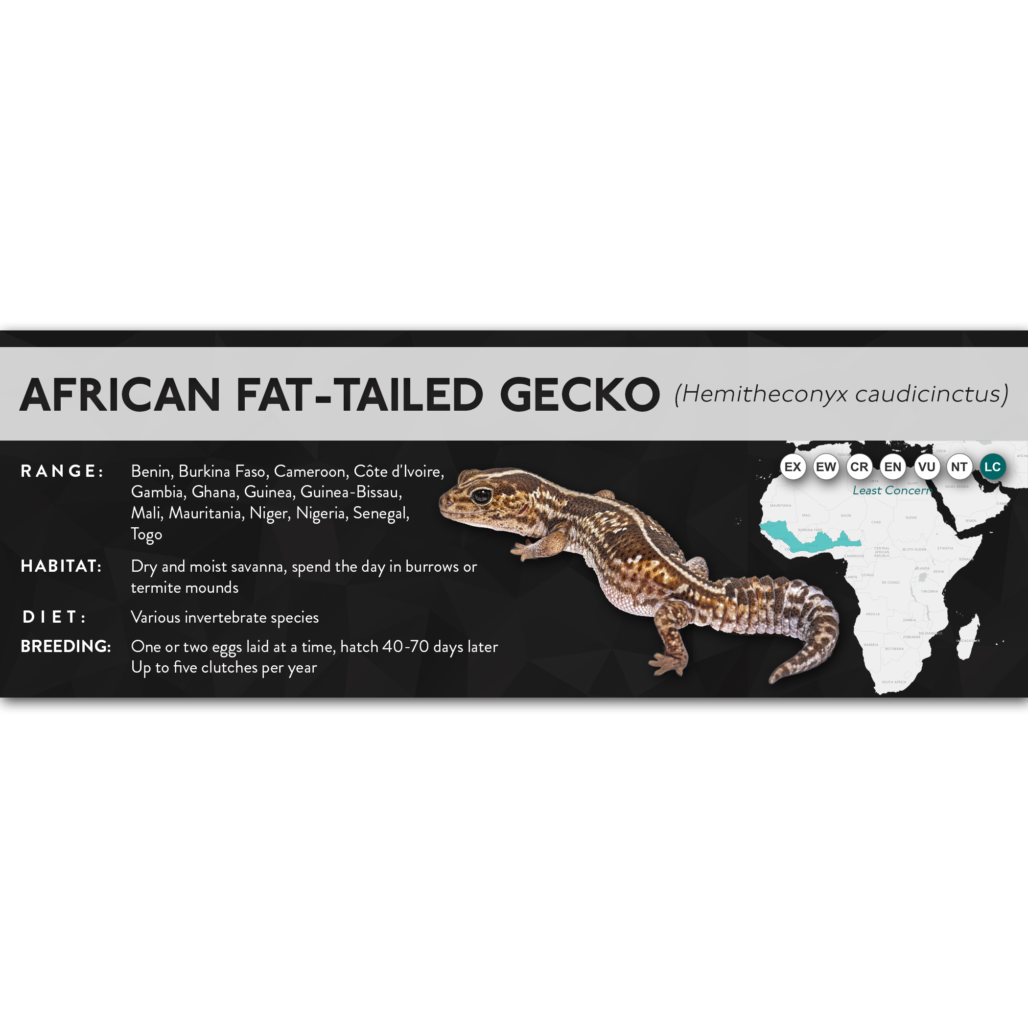 Lable Lizard X Labels - Lizards – Cloud Forest Design