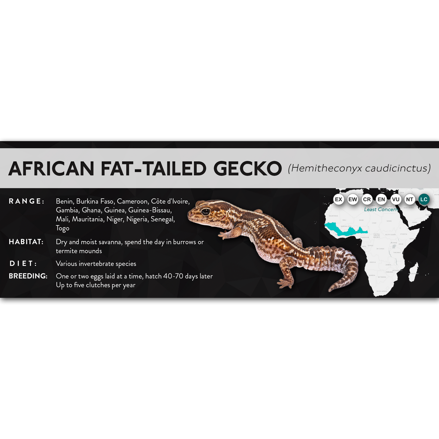 African Fat-Tailed Gecko (Hemitheconyx caudicinctus) - X Label