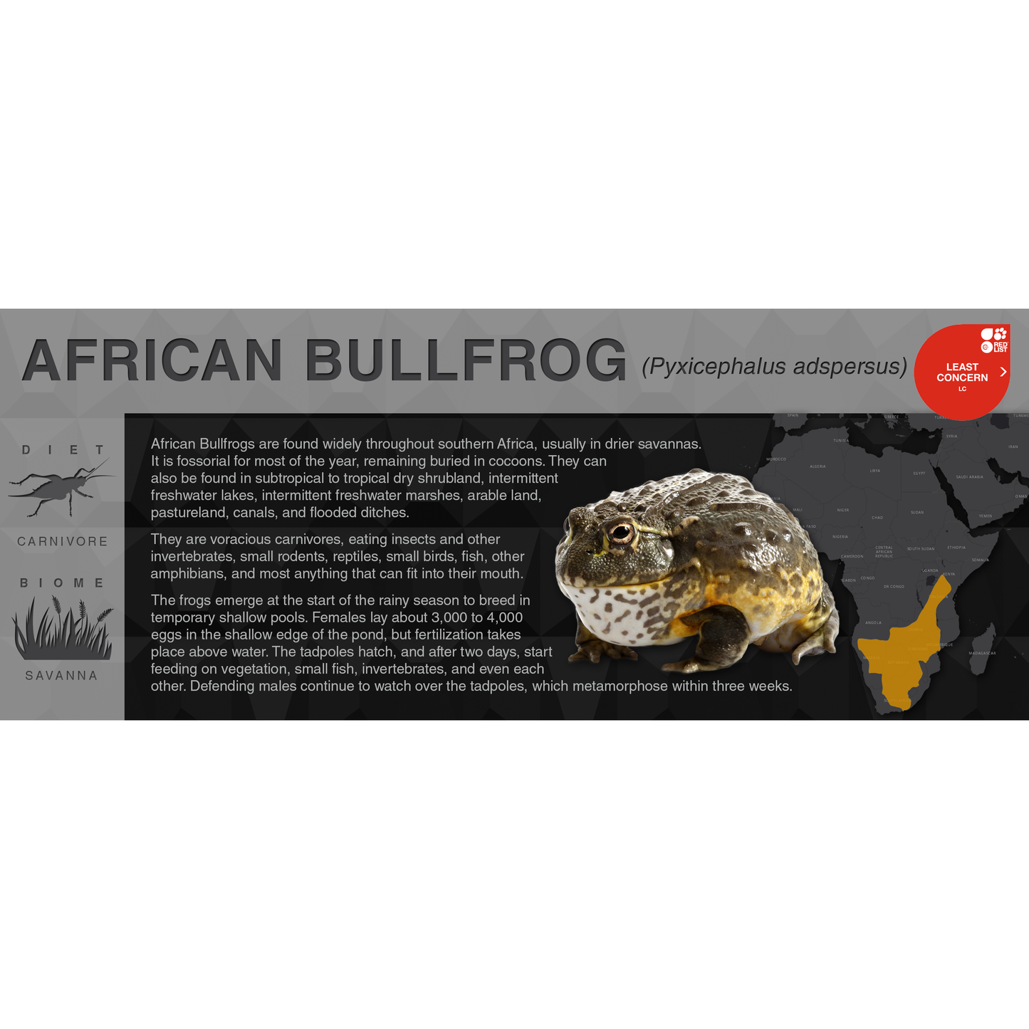 African Bullfrog (Pyxicephalus adspersus) - Black Series Vivarium Label