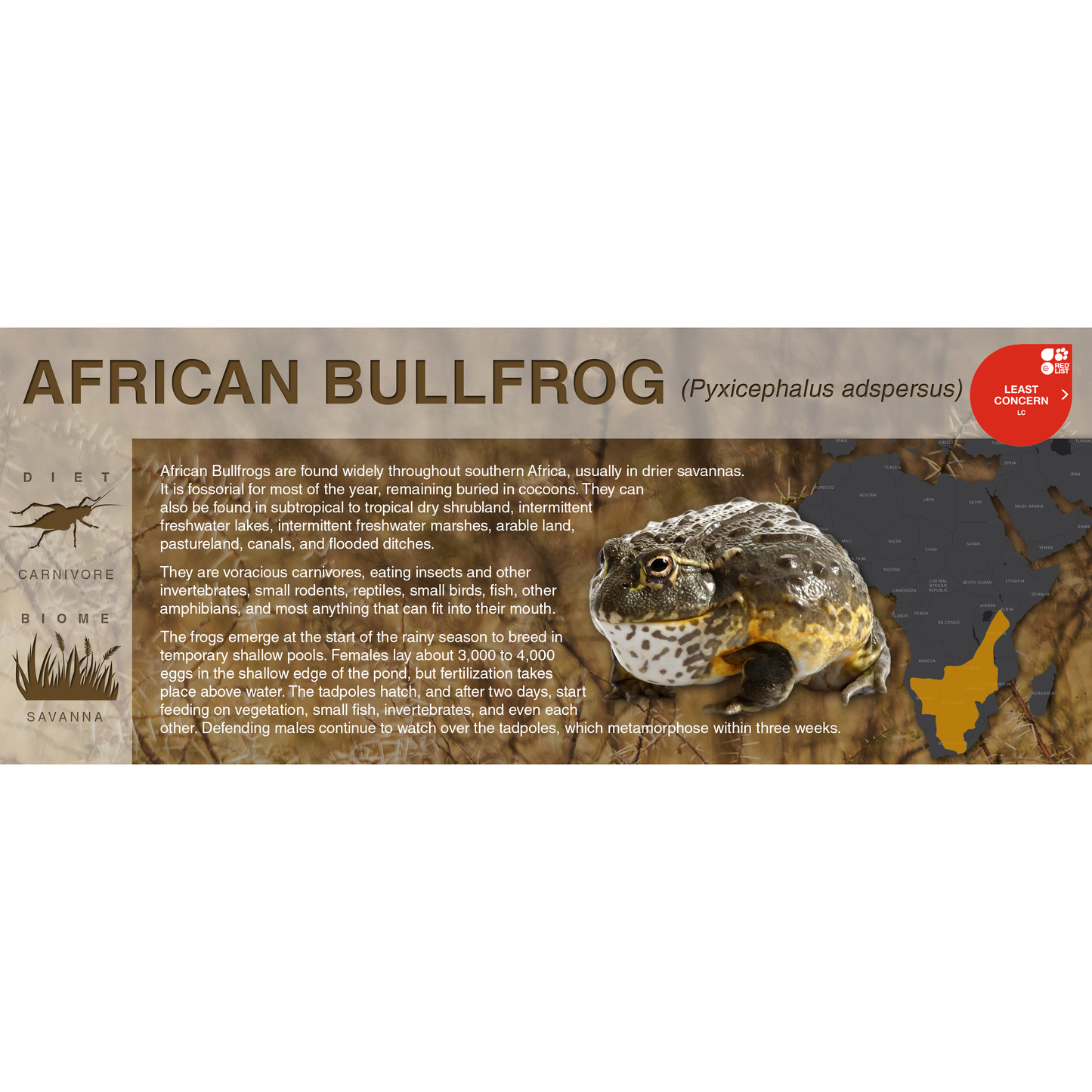 African Bullfrog (Pyxicephalus adspersus) - Black Series Vivarium Label