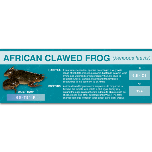 African Clawed Frog (Xenopus laevis) - Classic Vivarium Label