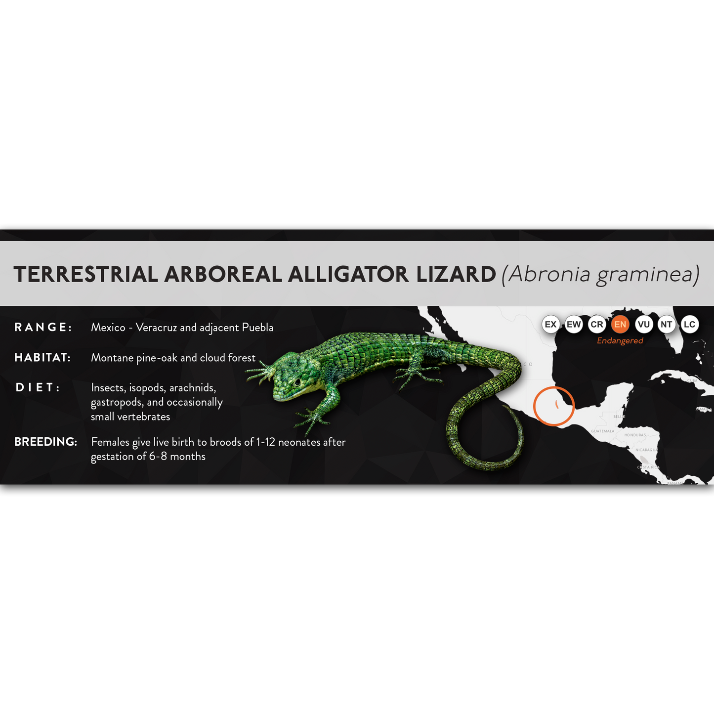 Terrestrial Arboreal Alligator Lizard (Abronia graminea) - X Label