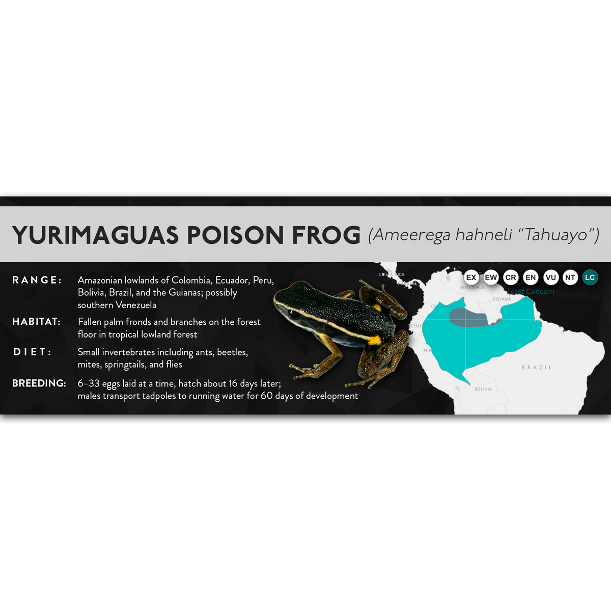 Yurimaguas Poison Frog (Ameerega hahneli) - X Label
