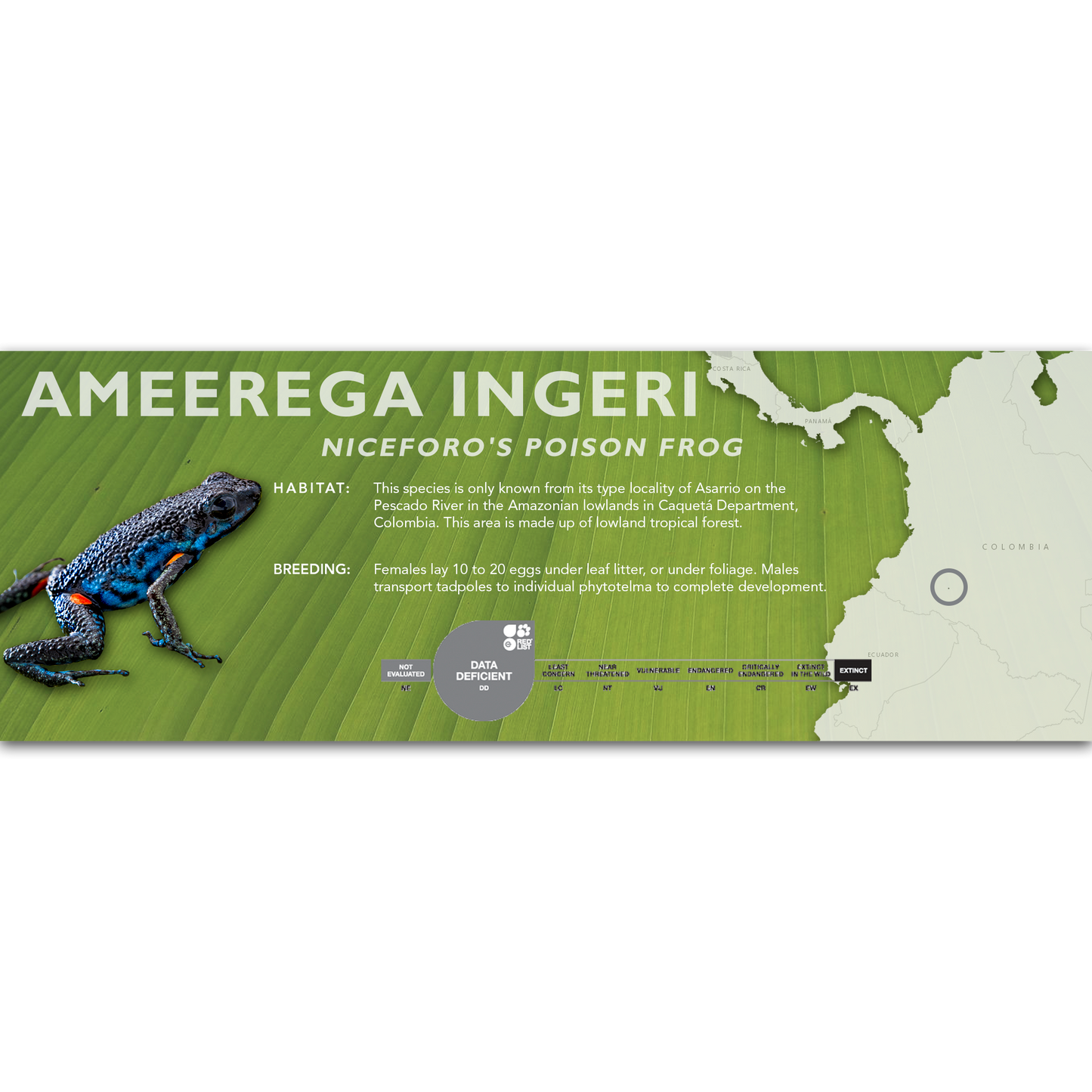 Ameerega ingeri - Classic Vivarium Label