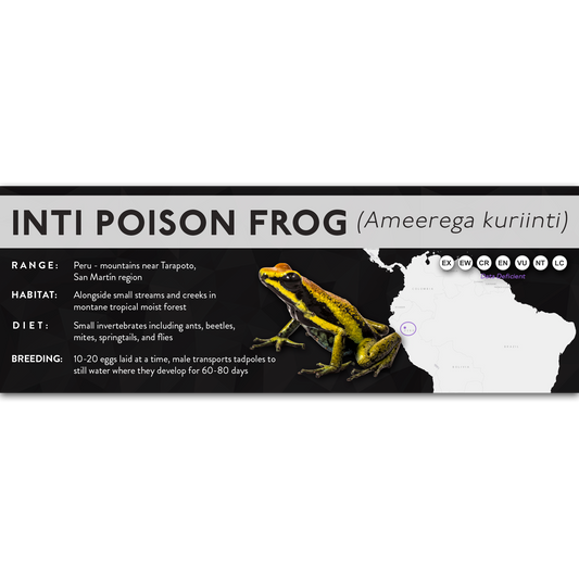 Inti Poison Frog (Ameerega kuriinti) - X Label