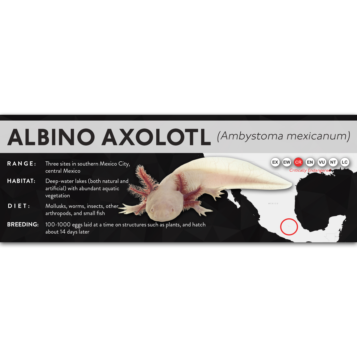 Axolotl (Ambystoma mexicanum) - X Label