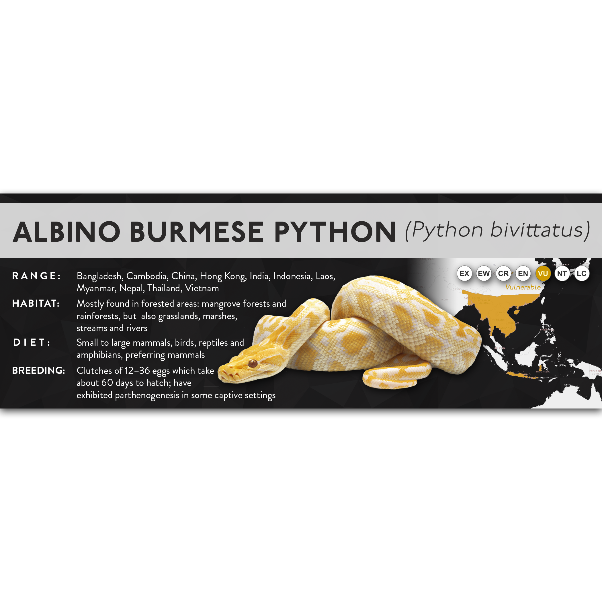 X Labels - Pythons – Cloud Forest Design
