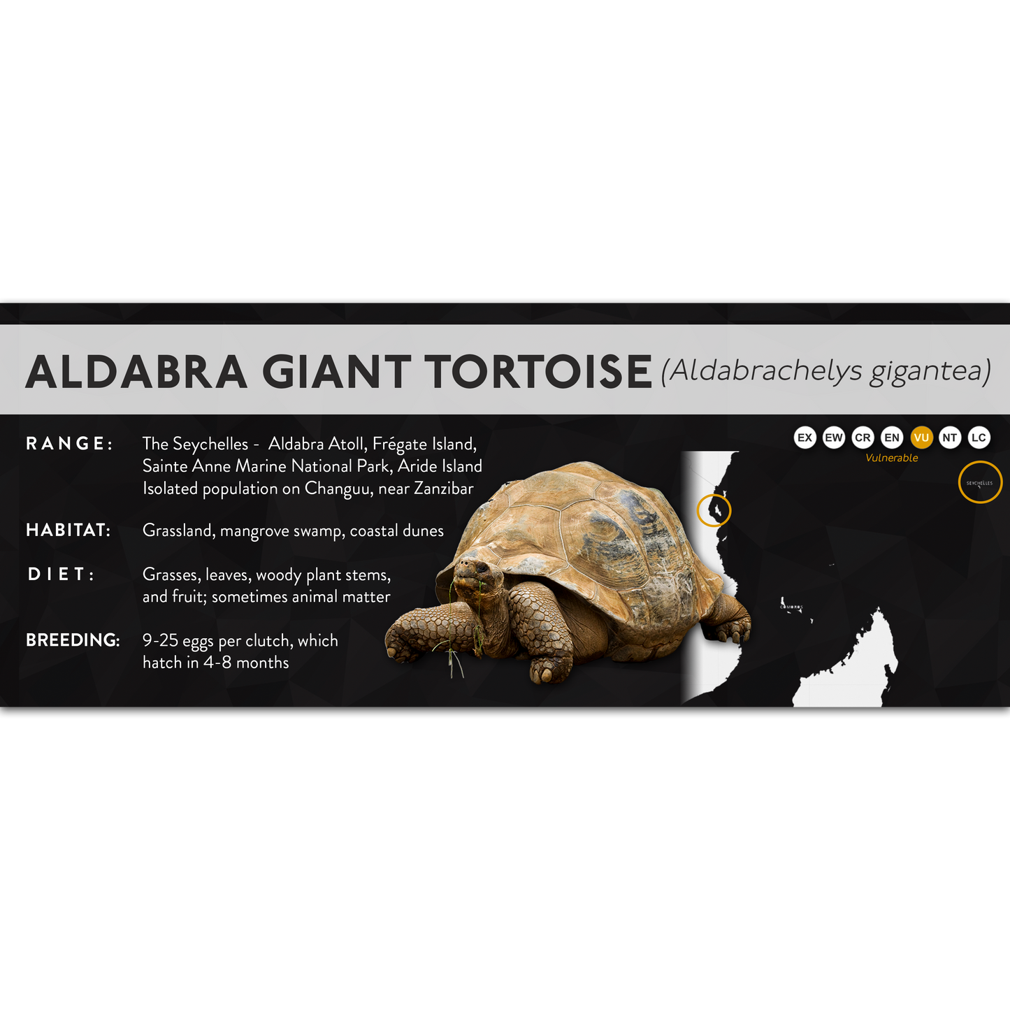 Aldabra Giant Tortoise (Aldabrachelys gigantea) - X Label