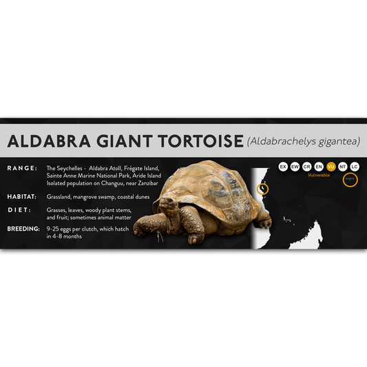 Aldabra Giant Tortoise (Aldabrachelys gigantea) - X Label