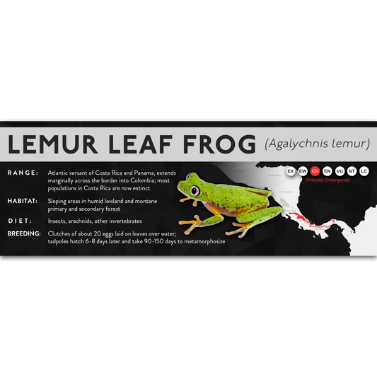 Lemur Leaf Frog (Agalychnis lemur) - X Label