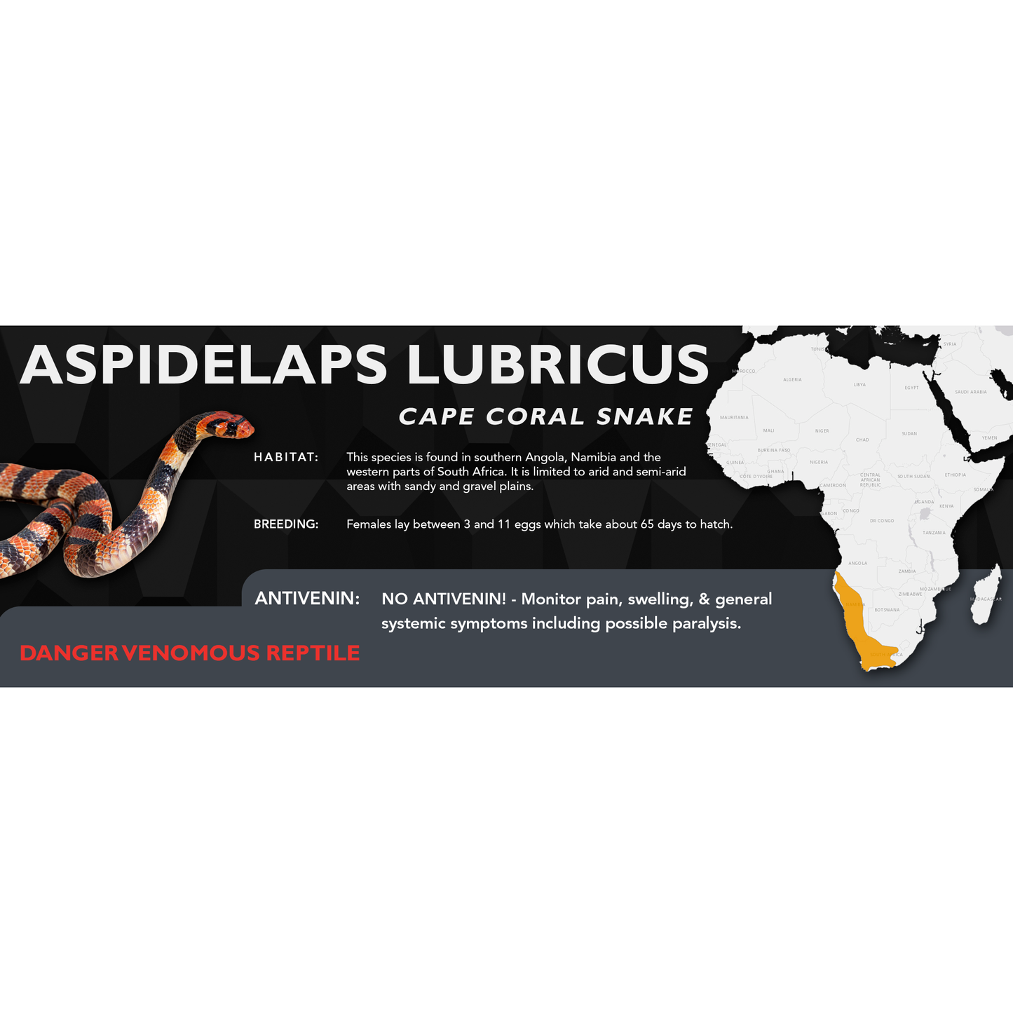 Cape Coral Snake (Aspidelaps lubricus) Classic Vivarium Label