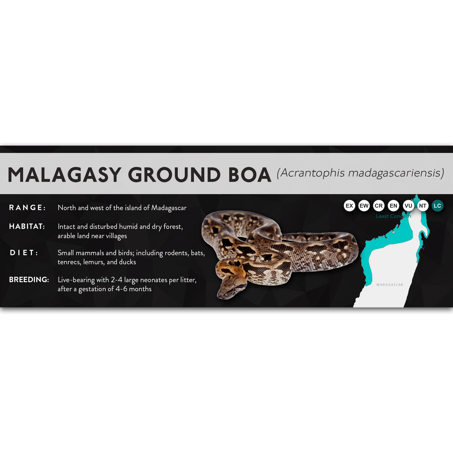 Malagasy Ground Boa (Acrantophis madagascariensis) - X Label