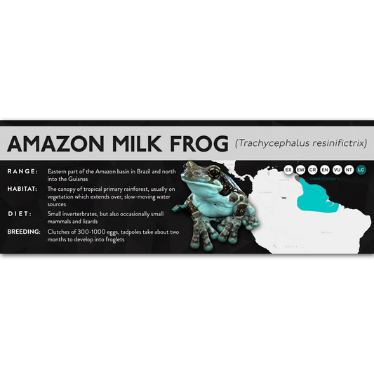 Amazon Milk Frog (Trachycephalus resinifictrix) - X Label