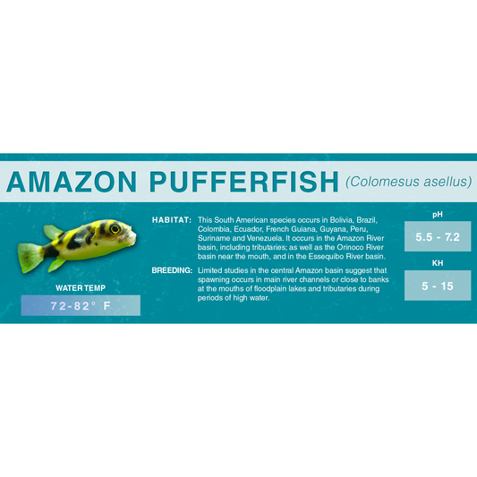 Amazon Pufferfish (Colomesus asellus) - Classic Aquarium Label