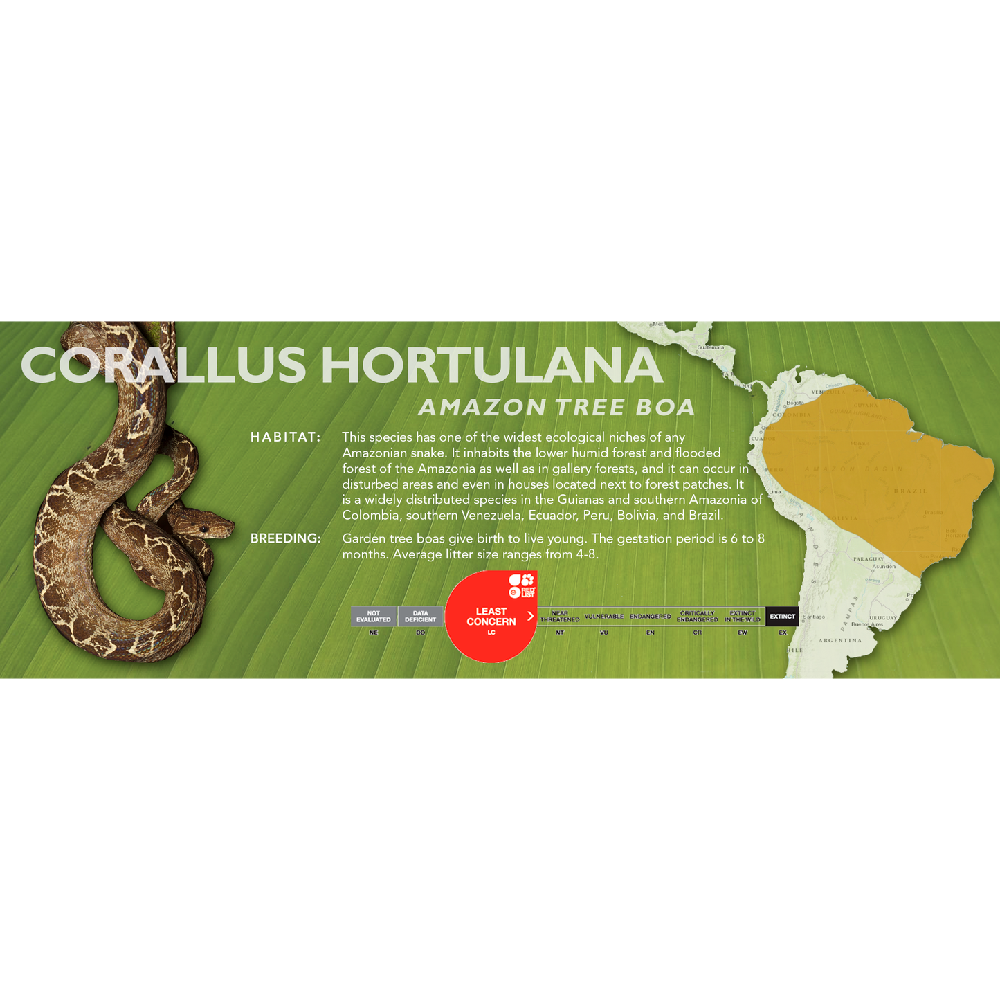 Amazon Tree Boa (Corallus hortulana) Classic Vivarium Label