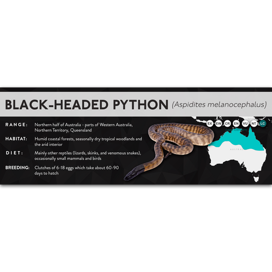 Black-Headed Python (Aspidites melanocephalus) - X Label