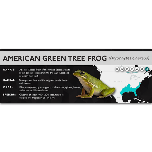 American Green Tree Frog (Dryophytes cinereus) - X Label