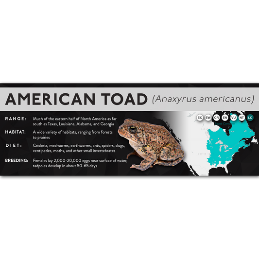 American Toad (Anaxyrus americanus) - X Label