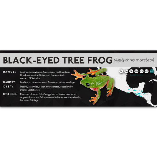 Black-Eyed Tree Frog (Agalychnis moreletii) - X Label