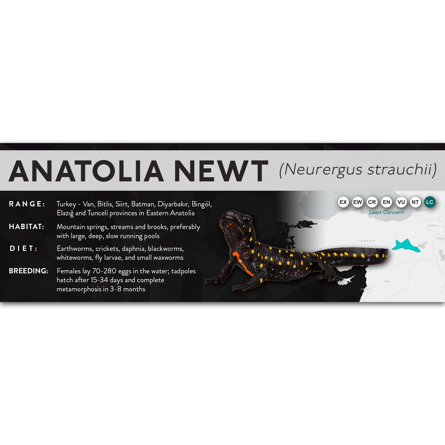 Anatolia Newt (Neurergus strauchii) - X Label