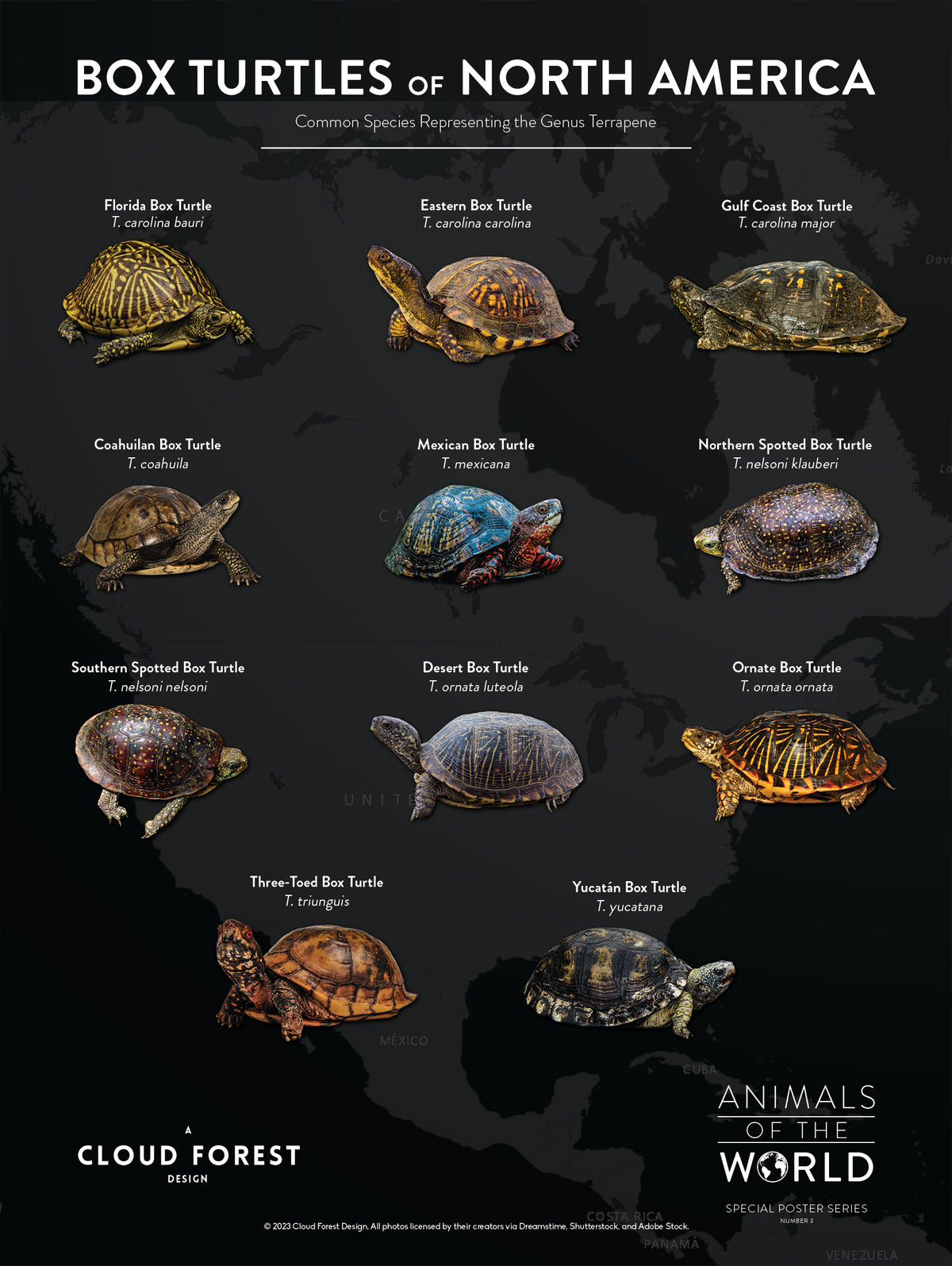 Box Turtle Names Box Turtles of North America - 18