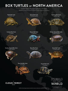 Box Turtles of North America - 18" x 24" Poster - Animals of the World Poster Series #3