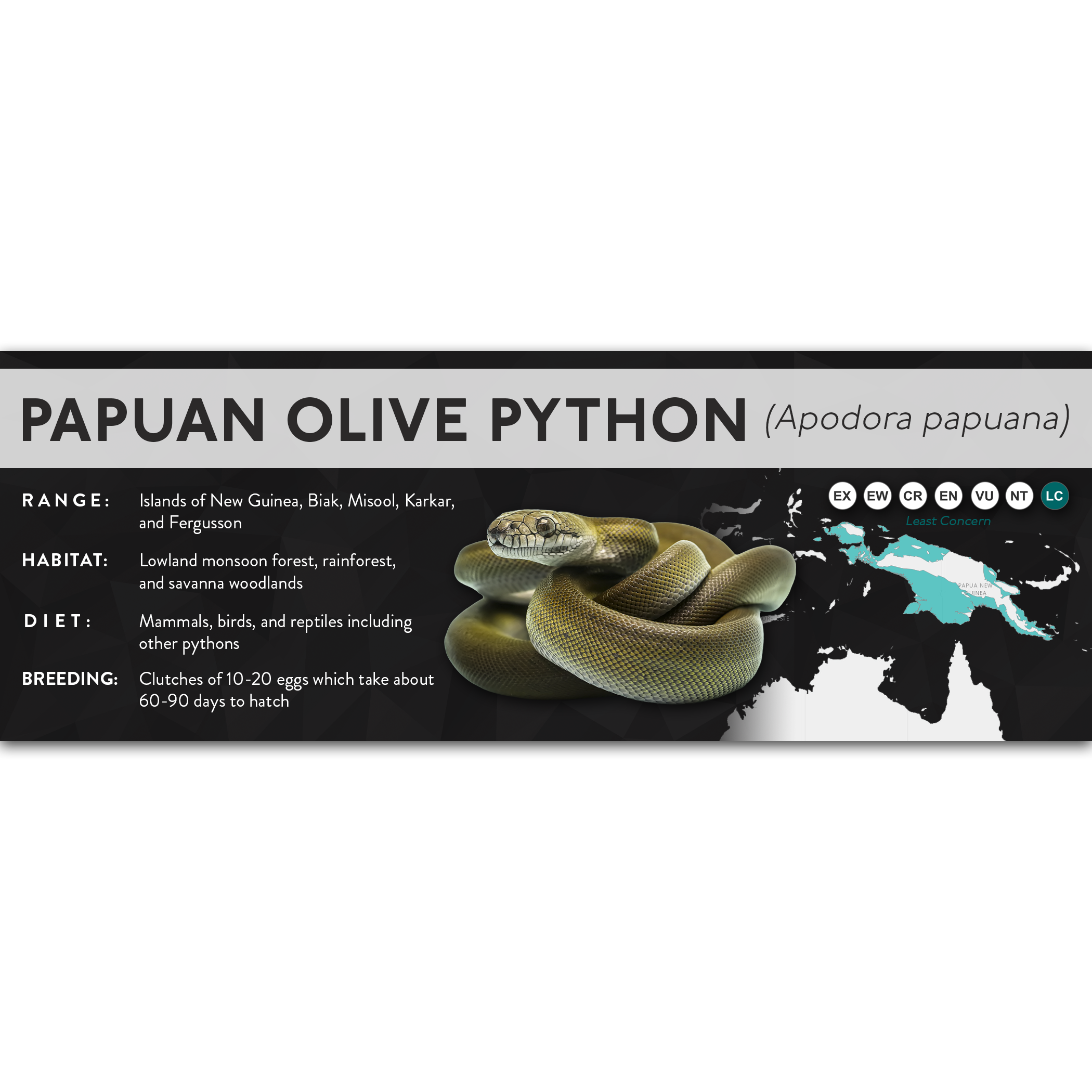 Papuan Olive Python (Apodora papuana) - X Label – Cloud Forest Design