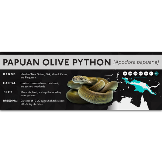 Papuan Olive Python (Apodora papuana) - X Label