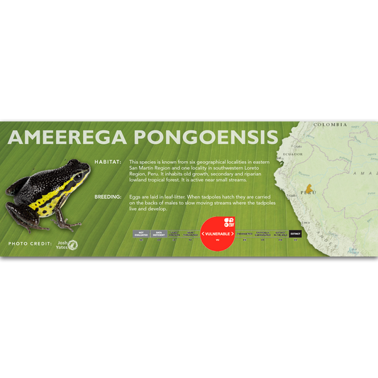 Ameerega pongoensis - Classic Vivarium Label