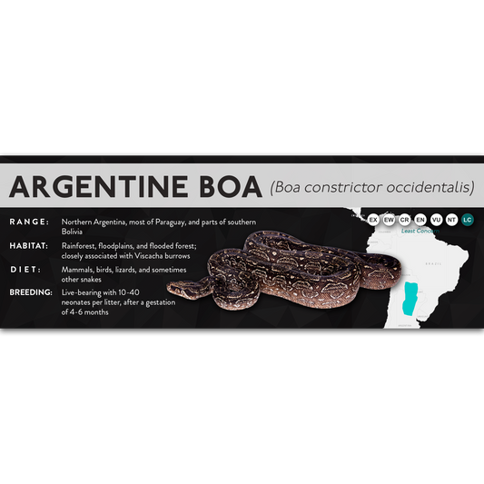 Argentine Boa (Boa constrictor occidentalis) - X Label