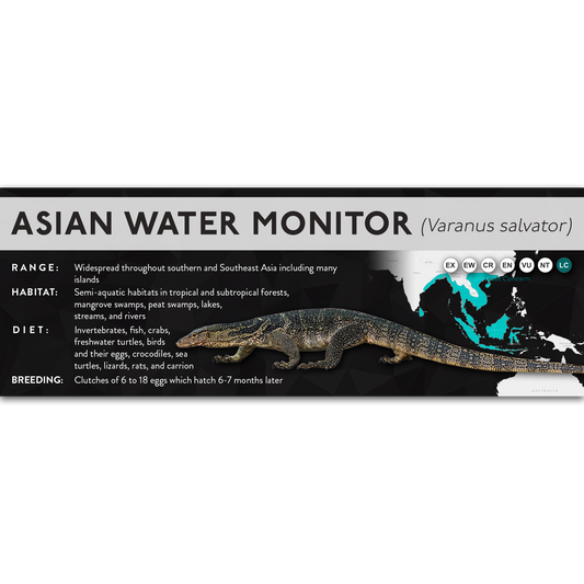 Asian Water Monitor (Varanus salvator) - X Label