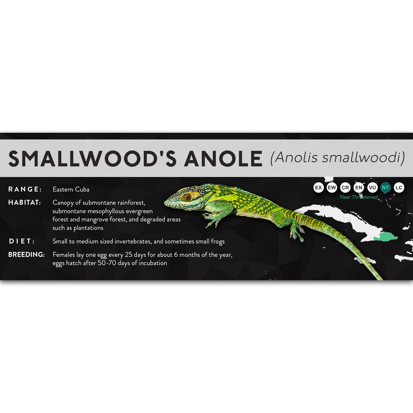 Smallwood's Anole (Anolis smallwoodi) - X Label