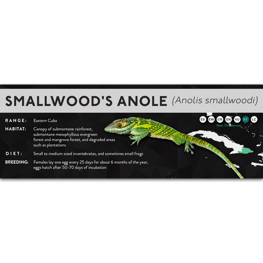 Smallwood's Anole (Anolis smallwoodi) - X Label