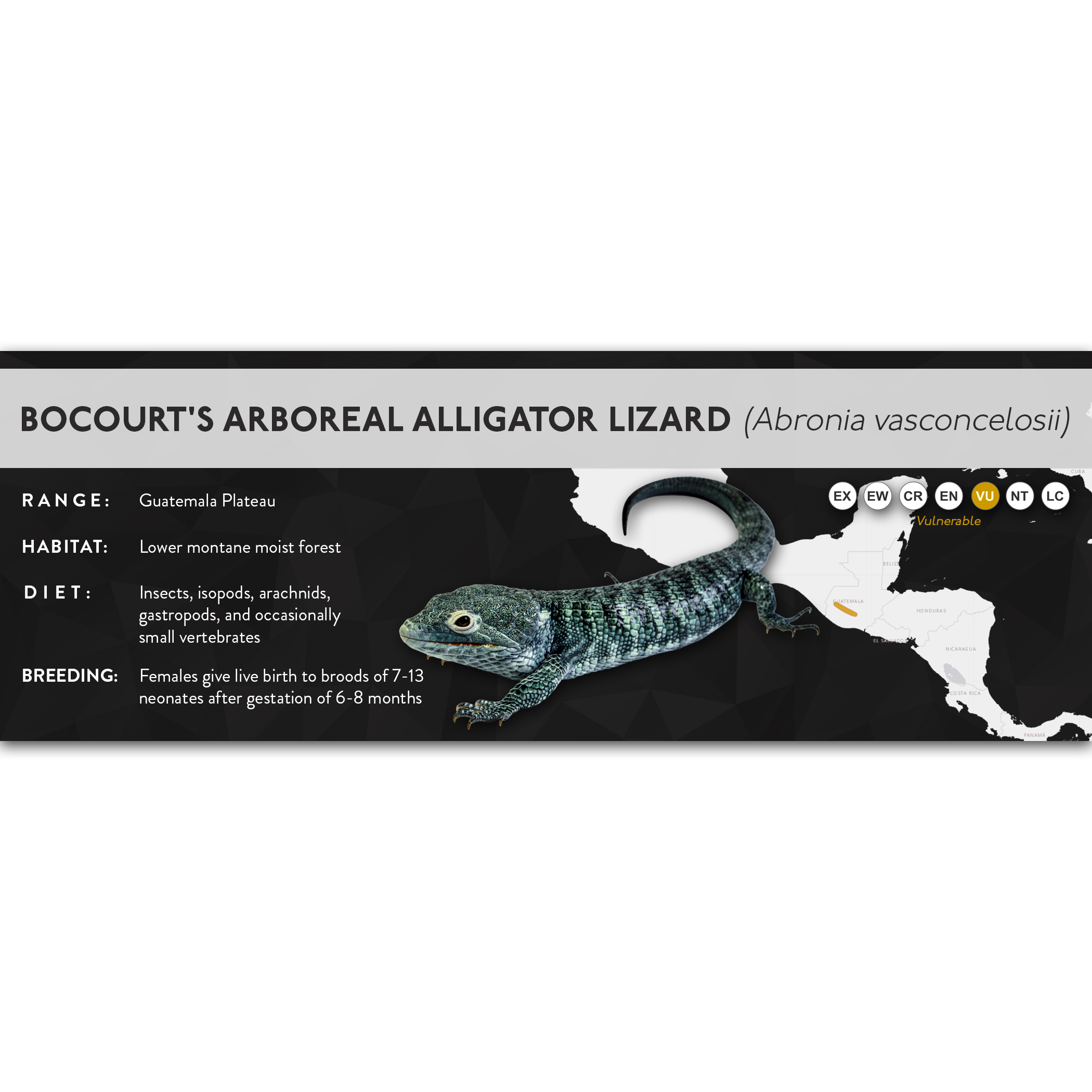 Bocourt's Arboreal Alligator Lizard (Abronia vasconcelosii) - X Label ...
