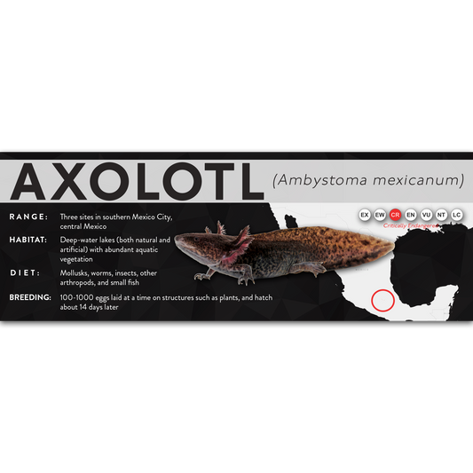 Axolotl (Ambystoma mexicanum) - X Label