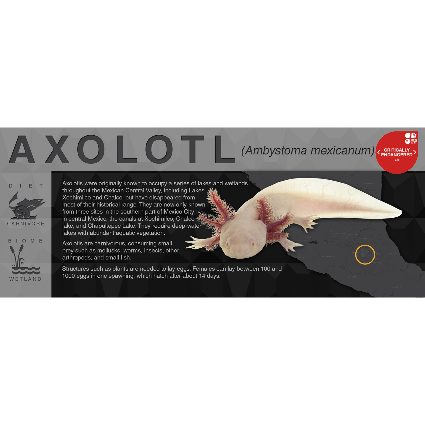 Axolotl (Ambystoma mexicanum) - Black Series Vivarium Label